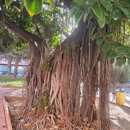 Capitan Friday تورّيفيِخا