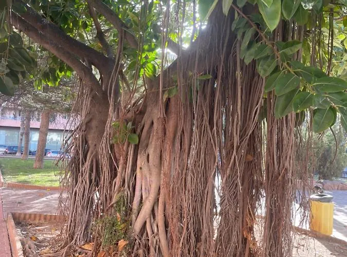 Capitan Friday Torrevieja